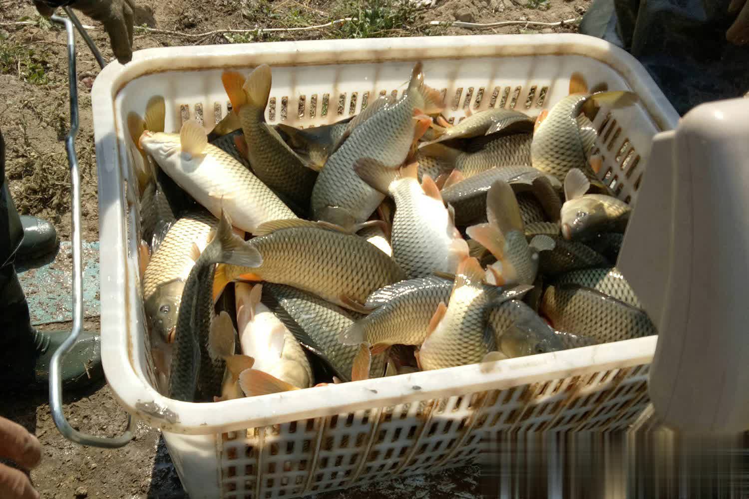 上岸率是完, 的现状