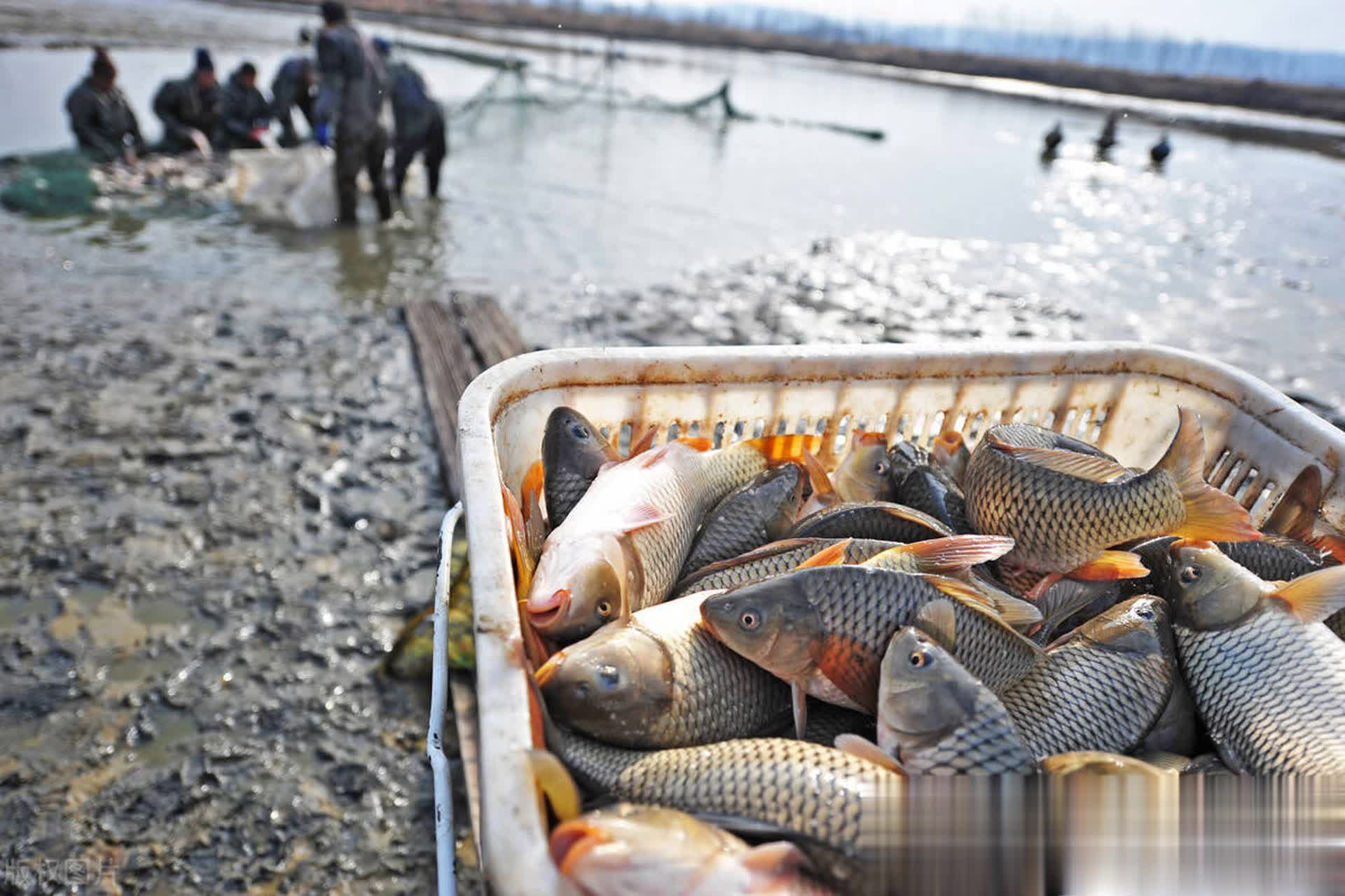 板要在周末, 给鱼杀口, stron