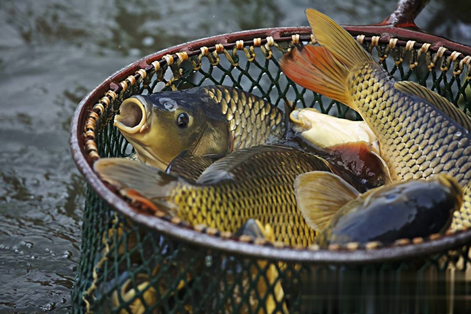 好的静养鱼, 全不一样的, div