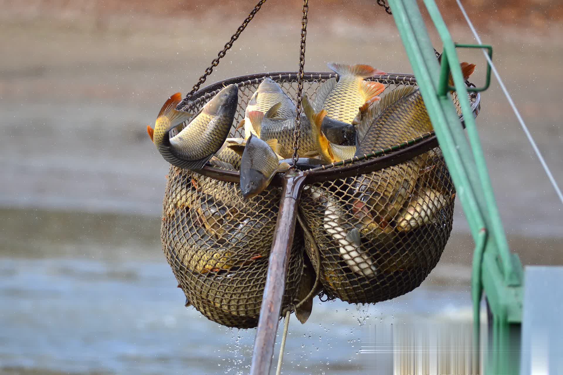 让一部分钓, tenan, img