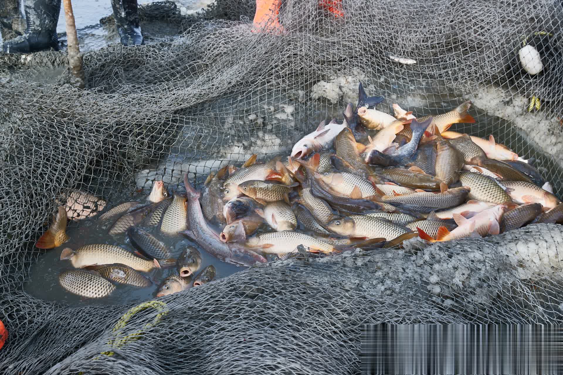 img, 来钓鱼, 大多数鲤鱼